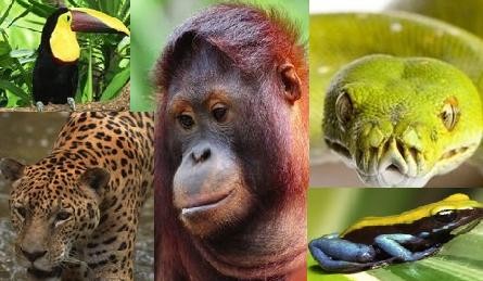 tropical rainforest animals |Zoo Animals